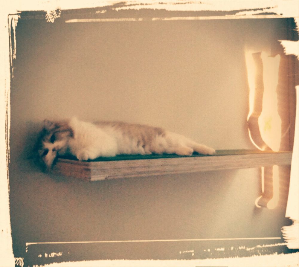 21013972_10212540311415544_3636188419363936032_o