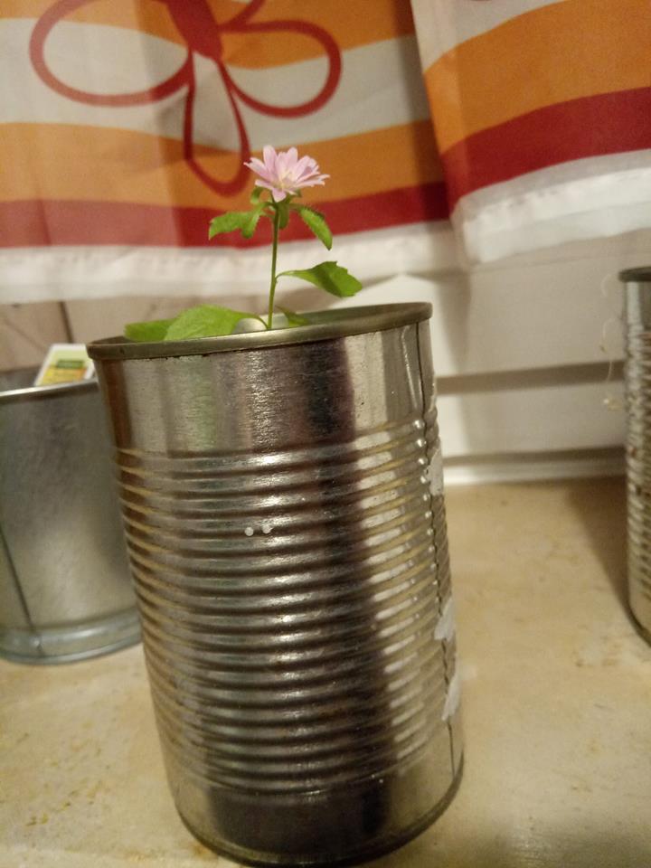 44332995_10215667776240210_777777281195048960_n